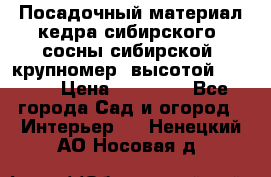 Посадочный материал кедра сибирского (сосны сибирской) крупномер, высотой 3-3.5  › Цена ­ 19 800 - Все города Сад и огород » Интерьер   . Ненецкий АО,Носовая д.